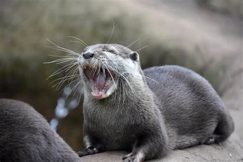 otter vs mink swimming|Mink differences from Otter .